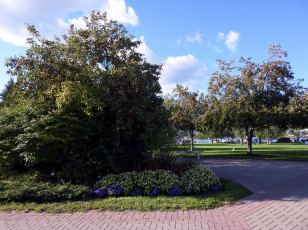 Картинка природа парк деревья аллеи клумба цветы