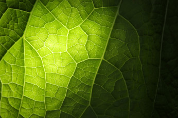 обоя природа, макро, лист, прожилки, зеленый