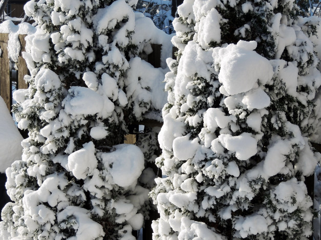 Обои картинки фото природа, зима, забор, снег, деревья