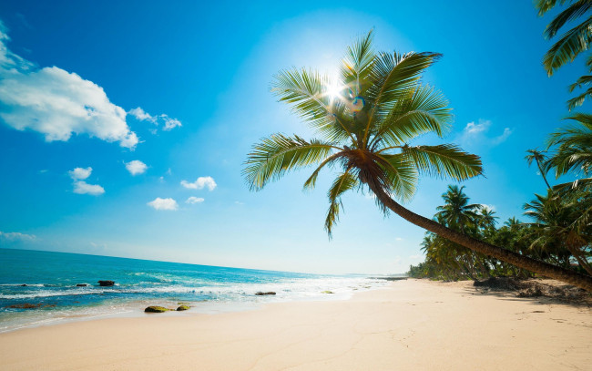 Обои картинки фото природа, тропики, море, пляж, пальмы