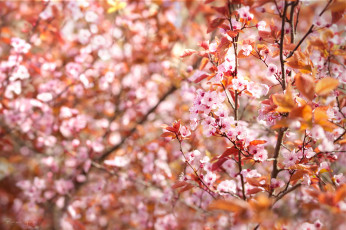 Картинка цветы цветущие+деревья+ +кустарники весна