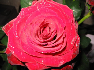 Картинка роза инков цветы розы