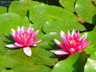 Картинка coppia di fiori acquatici цветы лилии водяные нимфеи кувшинки