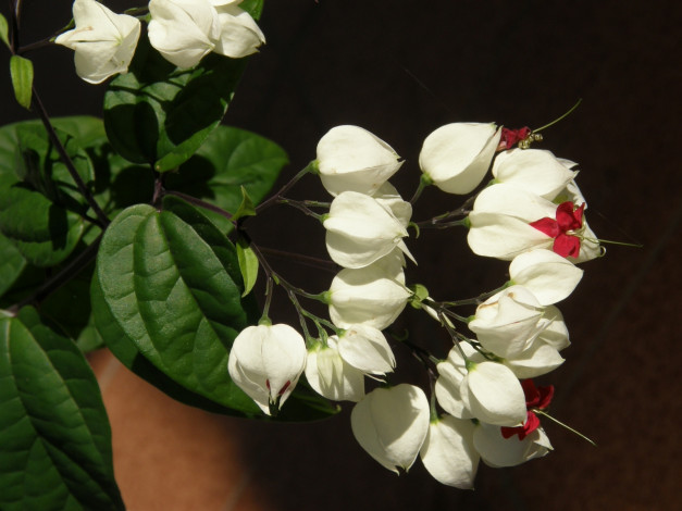 Обои картинки фото цветы, клеродендрумы
