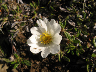 Картинка дриада восьмилепестковая цветы анемоны адонисы белый