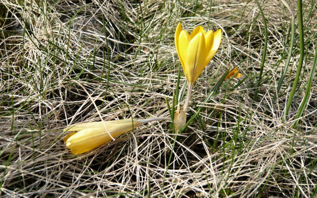 Обои картинки фото цветы, крокусы, весна, желтый