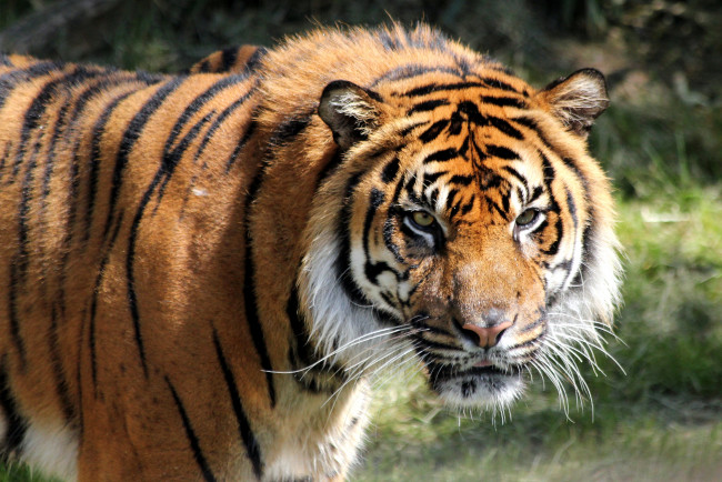 Обои картинки фото животные, тигры, взгляд, морда, тигр