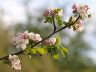 Картинка цветы цветущие деревья кустарники яблоня ветка макро цветение природа бутончики весна