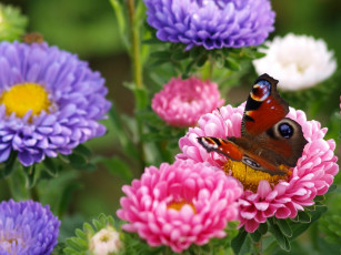Картинка животные бабочки астры макро цветы павлиний глаз