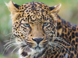 Картинка животные леопарды взгляд портрет усы дикая кошка морда