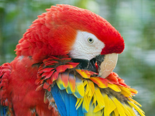 Картинка животные попугаи ара перья