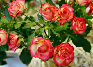 Картинка цветы розы розочки