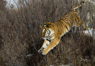 Картинка животные тигры хищник прыжок