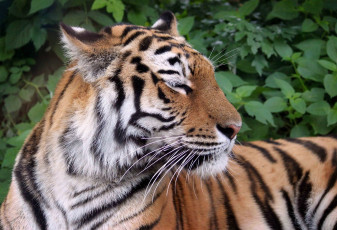 Картинка животные тигры кошка хищник