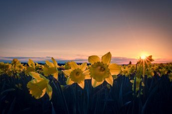 Картинка цветы нарциссы поле закат
