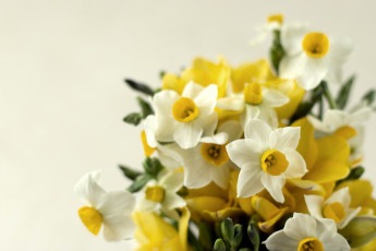 Картинка цветы нарциссы желтый букет