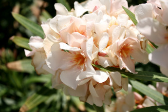 Картинка цветы олеандры ветка кремовый