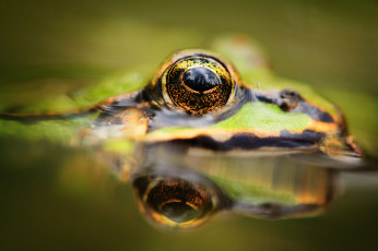 Картинка животные лягушки глаз вода