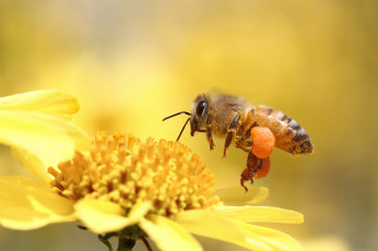 Картинка животные пчелы осы шмели пчела цветок макро насекомое
