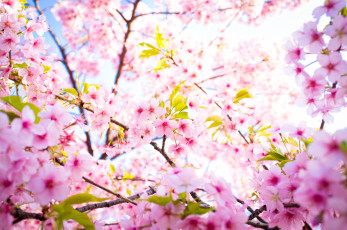 Картинка цветы сакура вишня цветение весна
