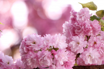 Картинка цветы сакура вишня розовый весна