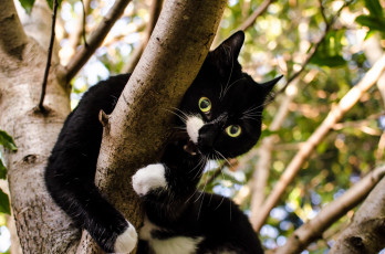 Картинка животные коты дерево ветка испуг котэ ужас
