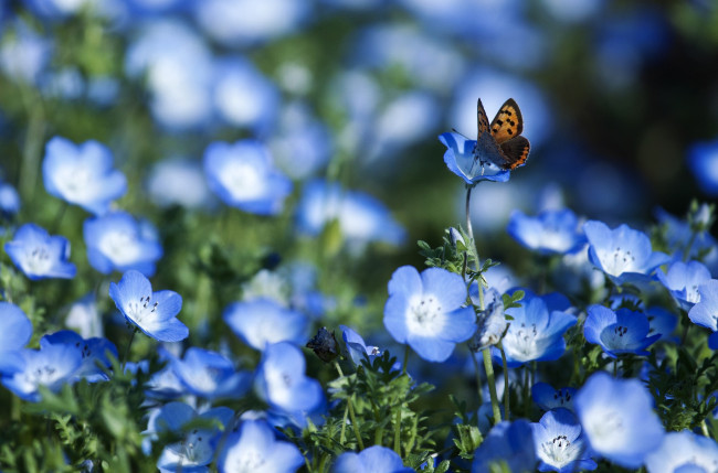 Обои картинки фото цветы, немофилы, вероники, голубой, бабочка