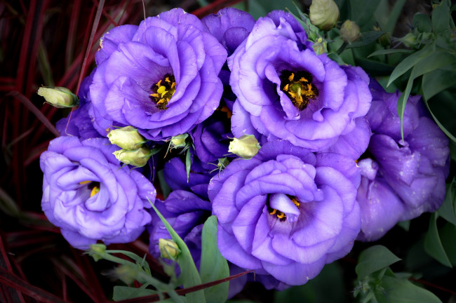 Обои картинки фото цветы, эустома, фиолетовый