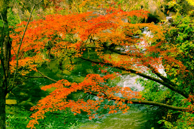 Обои картинки фото природа, реки, озера, листва
