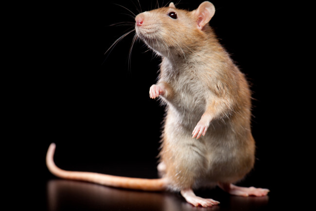 Обои картинки фото животные, крысы, мыши, крыса