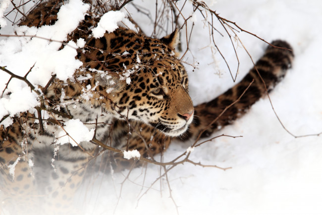 Обои картинки фото животные, Ягуары, снег, морда