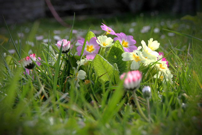 Обои картинки фото цветы, разные, вместе, маргаритки, трава, весна