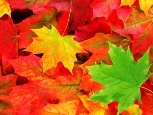 обоя природа, листья, осень, фон