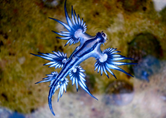 Картинка blue+angel животные морская+фауна океан море фауна голожаберные брюхоногий моллюск blue angel