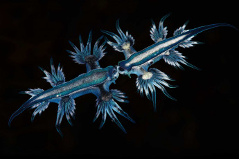 Картинка blue+angel животные морская+фауна blue angel фауна голожаберные океан море брюхоногий моллюск