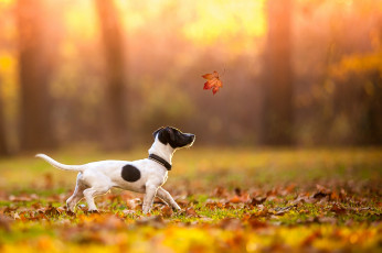Картинка животные собаки пес осень листья собака