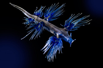 обоя blue angel, животные, морская фауна, blue, angel, море, фауна, голожаберные, брюхоногий, моллюск, океан