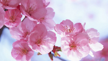 Картинка цветы сакура +вишня вишня дерево цветение весна