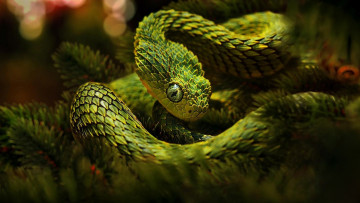Картинка древесная+гадюка животные змеи +питоны +кобры змея пресмыкающиеся зелёная древесная гадюка