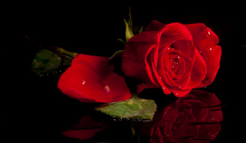 Картинка цветы розы капли лепестки красный роза