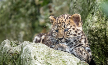 Картинка животные леопарды котенок