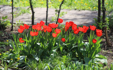 Картинка цветы тюльпаны весна красные