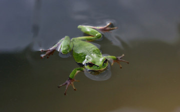 обоя животные, лягушки, зеленая, пузыри, лягушка, вода