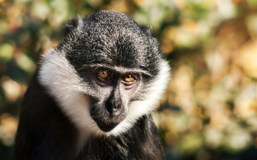 Картинка животные обезьяны обезьяна мартышка взгляд