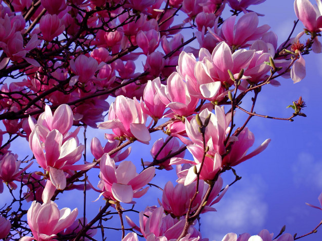 Обои картинки фото цветы, магнолии, сакура, вишня, дерево, цветение, весна