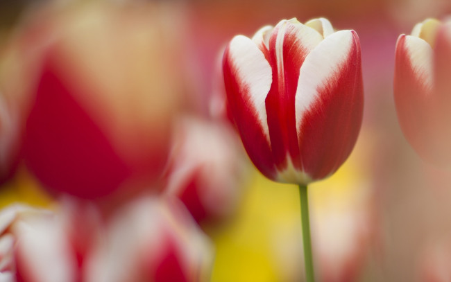 Обои картинки фото цветы, тюльпаны, тюльпан, красный, каемка