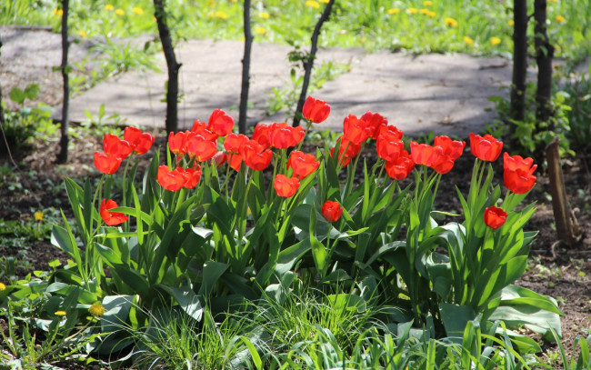 Обои картинки фото цветы, тюльпаны, весна, красные