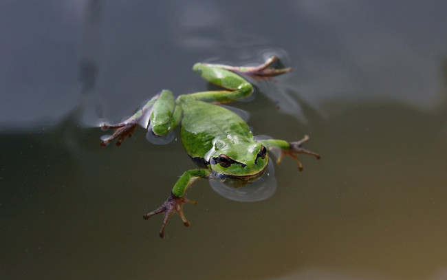 Обои картинки фото животные, лягушки, зеленая, пузыри, лягушка, вода