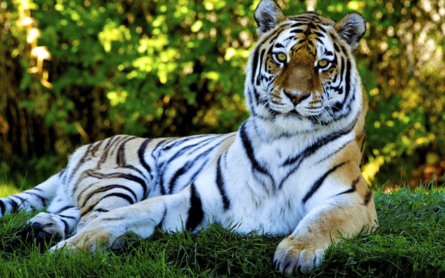 Обои картинки фото животные, тигры, деревья, отдых, трава, рыжий, тигр