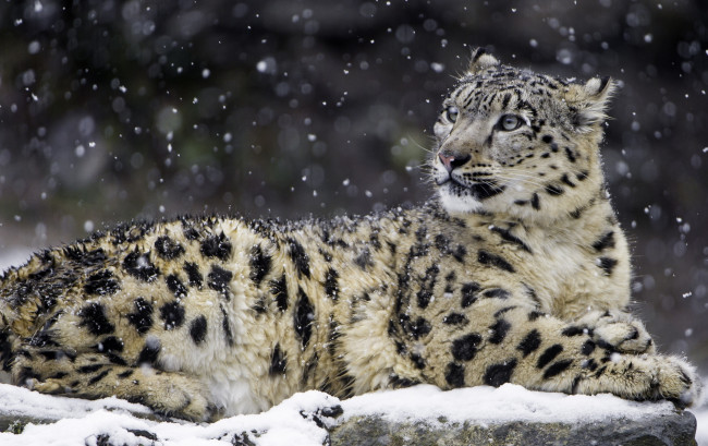 Обои картинки фото животные, снежный барс , ирбис, снежный, барс, хищник, красавец, снег